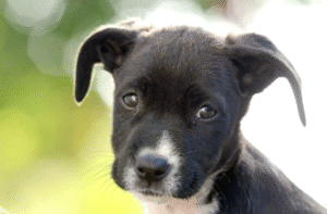 Cute black puppy with adorable eyes Cambridge Puppy Training